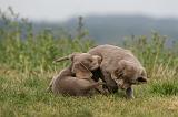 RENCONTRE ENTRE CHIENS 107